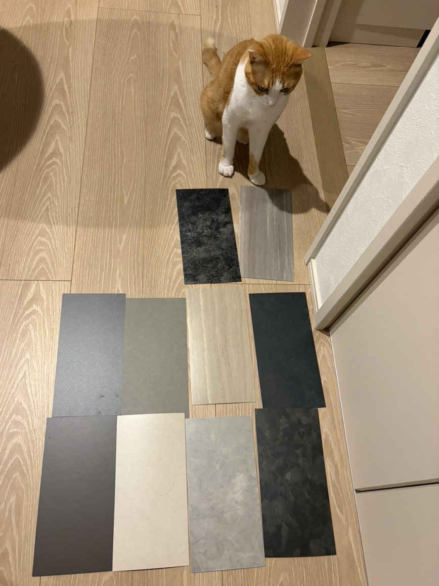 ※サンプルと茶白くんが一緒に見える写真