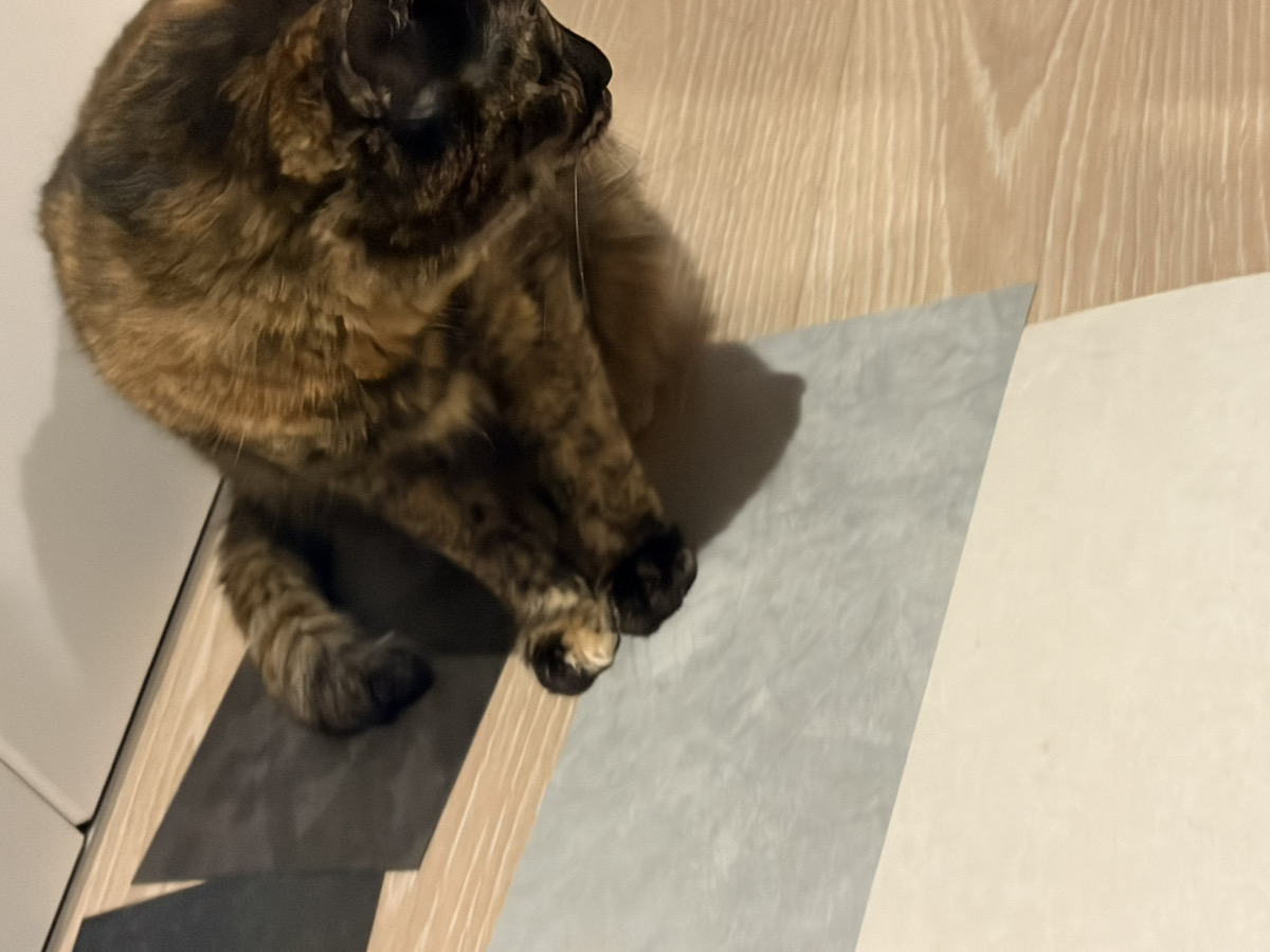 ※さびちゃんがグレー系のサンプルのそばにいる写真