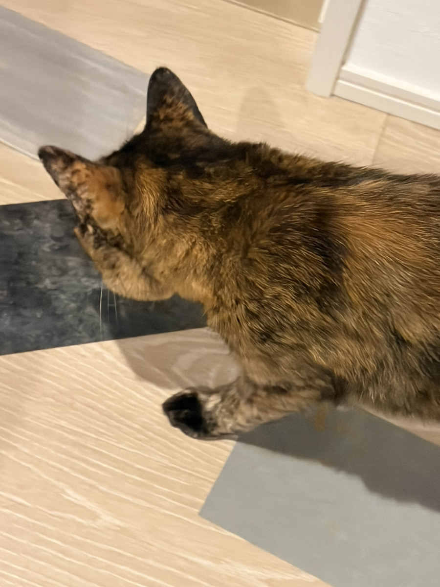 ※さびちゃんがサンプルの間を歩いている写真