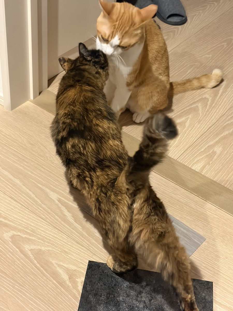 ※茶白くんとさびちゃんが顔を寄せている写真